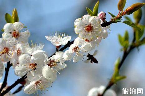 濟南商河縣杏花節3月23日開啟