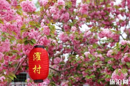2019山东莱阳濯村樱花节信息