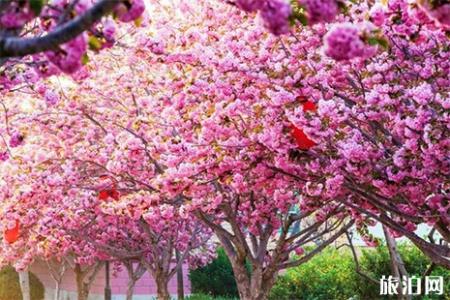 2019山东莱阳濯村樱花节信息