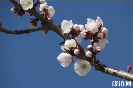 2019嵩县陆浑桃花节 附活动时间安排