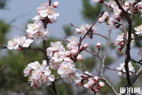 2019嵩县陆浑桃花节 附活动时间安排