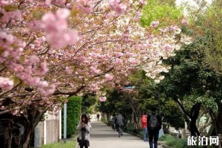 2019五一苏州大学樱花预约人数+交通指南