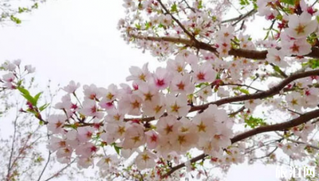 2019汉中老君镇桃花节时间+地点+活动详情