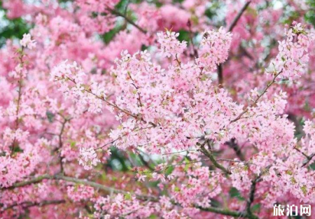 2019汉中老君镇桃花节时间+地点+活动详情
