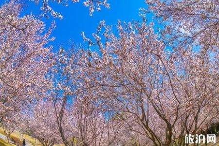 2019汉中老君镇桃花节时间+地点+活动详情