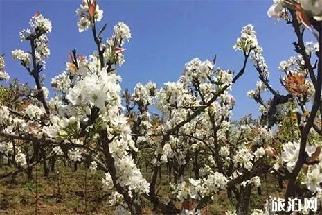 2019温州两源镇梨花节3月30日 附活动疑息