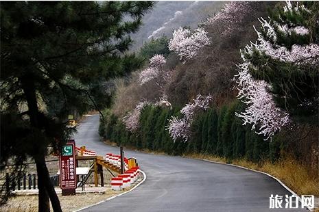 2019阳泉翠枫山山花节4月1日开启