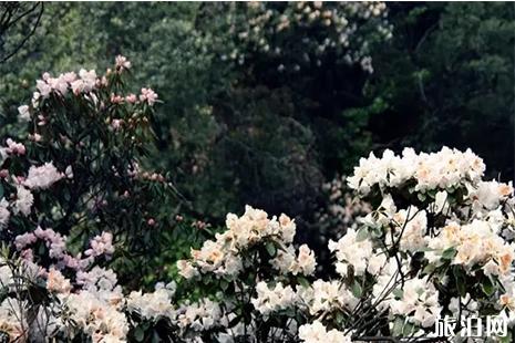 2019井岡山杜鵑花節 門票