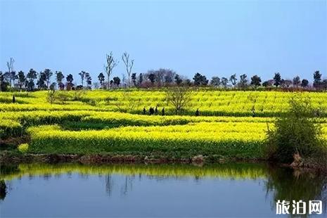 2019襄城首山油菜花節4月1日開啟