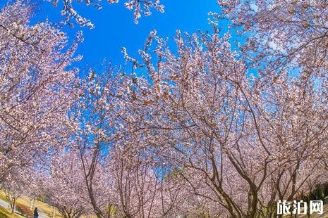 2019西安雁塔国际樱花节时间+地点+活动内容