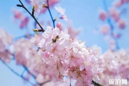 2019遵义湄潭象山樱花节 附活动时间信息