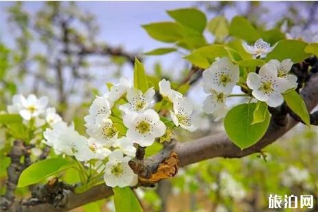 2019湖北清明节去哪里赏花