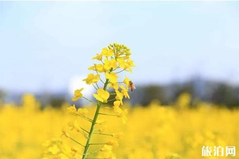 2019湖北清明节去哪里赏花