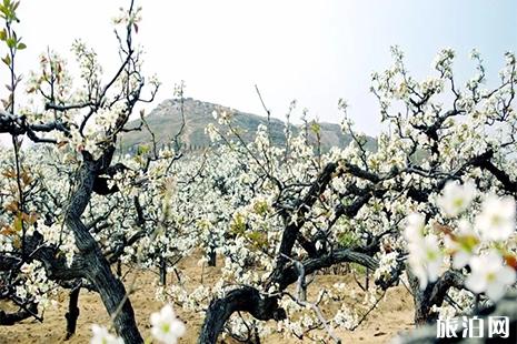 2019潍坊昌邑山阳梨花节4月6日开启