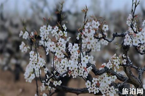 2019潍坊昌邑山阳梨花节4月6日开启