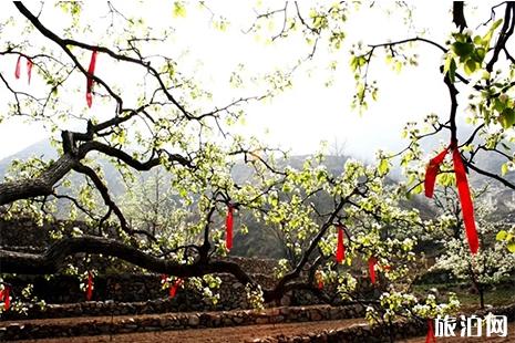 2019秦皇岛青龙官场梨花节 日期+地点+游玩攻略