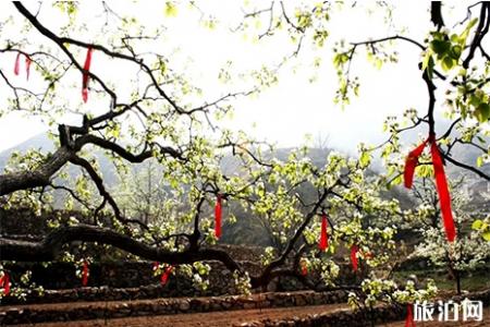 2019秦皇岛青龙官场梨花节 日期+地点+游玩攻略