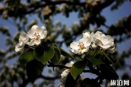2019秦皇岛青龙官场梨花节 日期+地点+游玩攻略