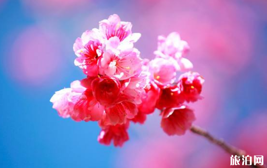 大连赏樱活动有哪些 2019旅顺二〇三樱花园赏樱路线推荐 