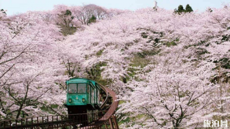 大连赏樱活动有哪些 2019旅顺二〇三樱花园赏樱路线推荐 