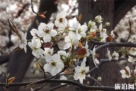 2019保定博野梨花节4月8日开启