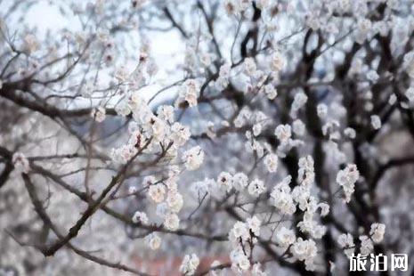 2019清明节去哪里赏花