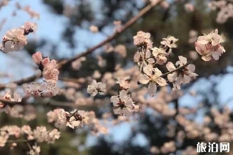 2019清明节北京哪里比较好玩