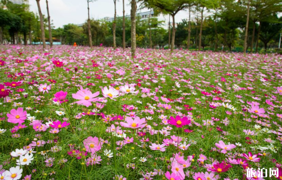 深圳花海在哪里 2019深圳松岗花海地址+门票