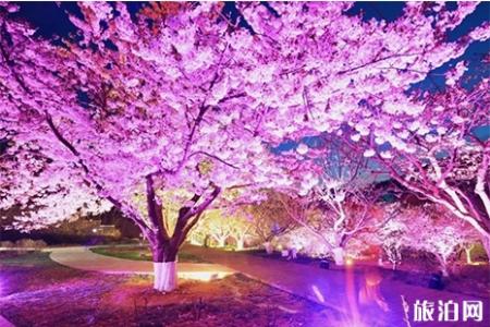 2019大连旅顺203樱花园樱花节4月3日开启 附活动内容
