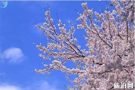 2019丹东樱花节4月26日开启