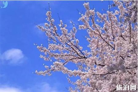 2019丹东樱花节4月26日开启