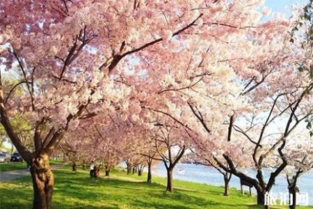 2019丹东樱花节4月26日开启