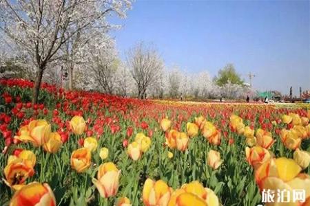 2019丹东樱花节4月26日开启