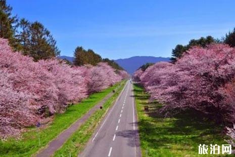 日本五一还有樱花吗 2022北海道樱花攻略