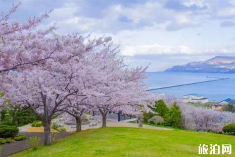 日本五一还有樱花吗 2022北海道樱花攻略