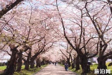 日本五一还有樱花吗 2022北海道樱花攻略