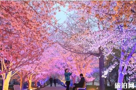 2019大连旅顺樱花节4月19日至5月20日开启 附赏花攻略