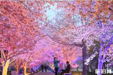 2019大连旅顺樱花节怎么走