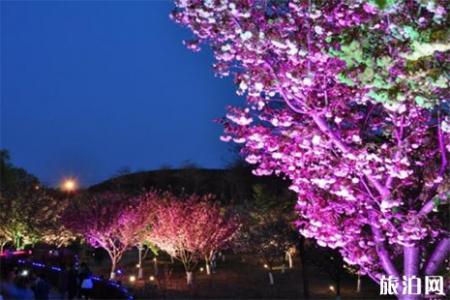 2019大连旅顺樱花节怎么走