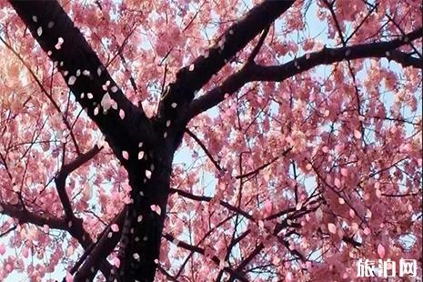 2019大连旅顺樱花节怎么走
