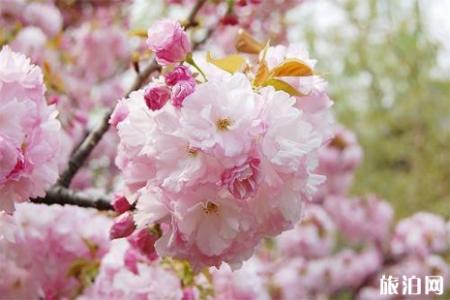 2019鹤壁樱花节交通管制+停车信息