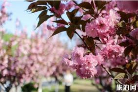 2019鹤壁樱花节交通管制+停车信息