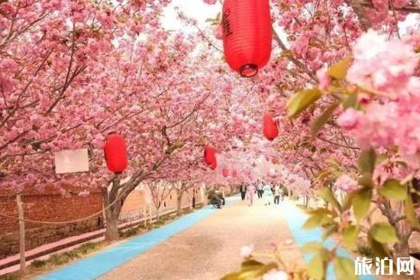 青岛中山公园樱花几月份开2019 青岛樱花去哪里看