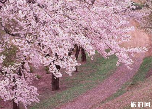 青岛中山公园樱花几月份开2022 青岛樱花去哪里看