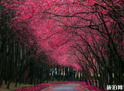 青岛中山公园樱花几月份开2022 青岛樱花去哪里看