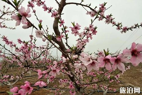 2019任县桃花节4月3日开启 附活动内容