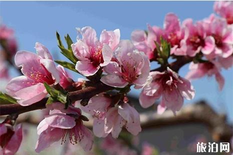 2019昌樂土埠溝桃花節4月6日開啟