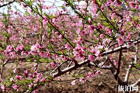 2019昌樂土埠溝桃花節4月6日開啟