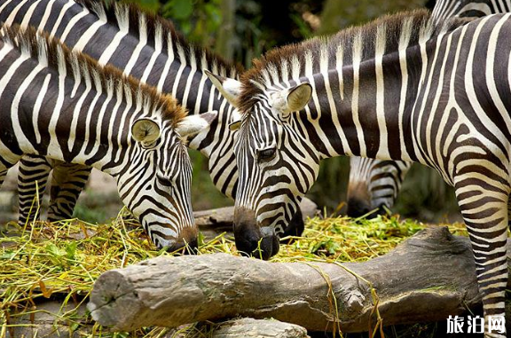 2019太原動物園現在營業嗎 太原動物園什么時候開