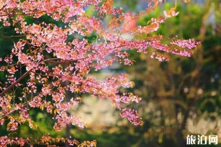 2022清明节浙江樱花哪里好看